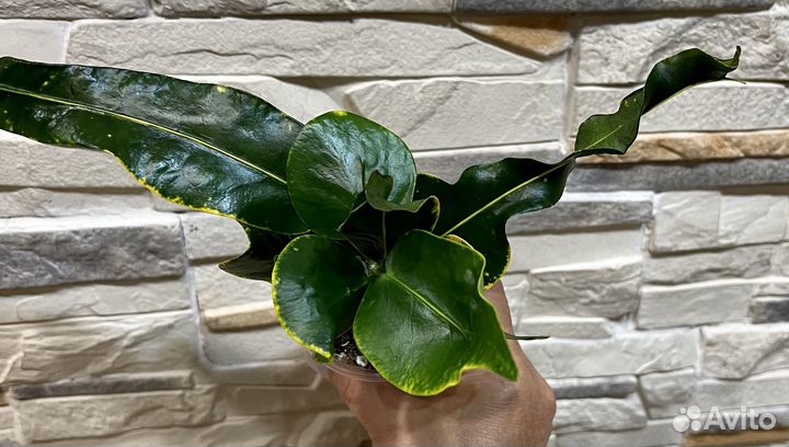 Кодиеумы (кротоны) 2