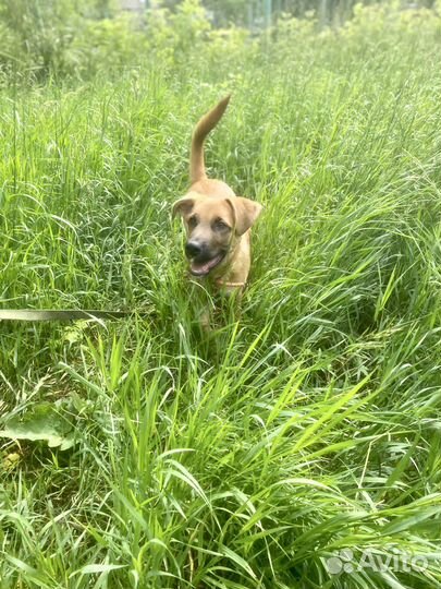 Щенок в добрые руки мальчик