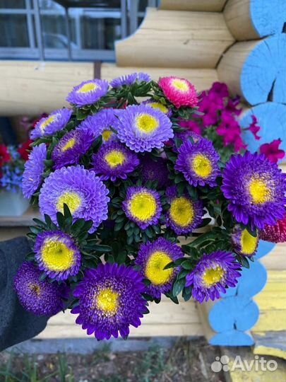 Астры срезка