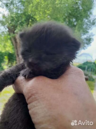 Котенок,один месяц отдам бесплатно в добрые руки