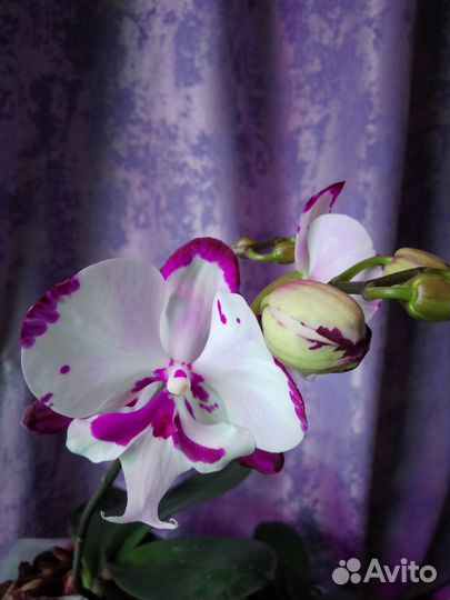Орхидея фаленопсис