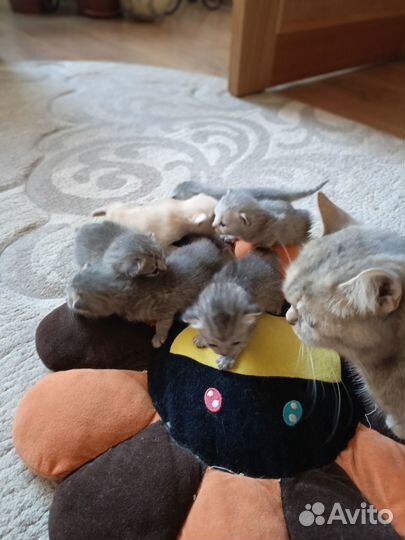 Британские котята