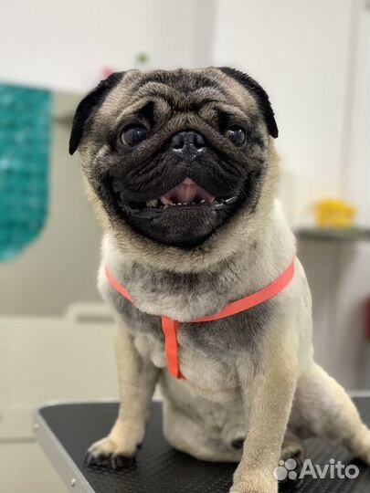 Стрижка кошек и собак Люберцы, выезд на дом