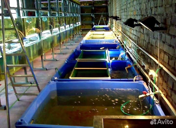 Ищу инвестора