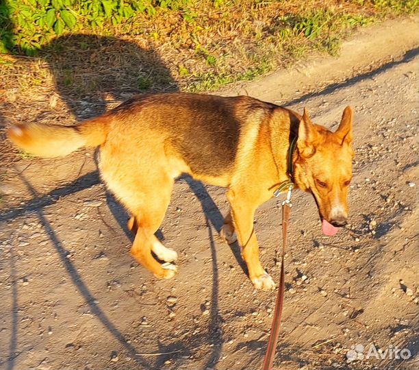 Собака в добрые руки