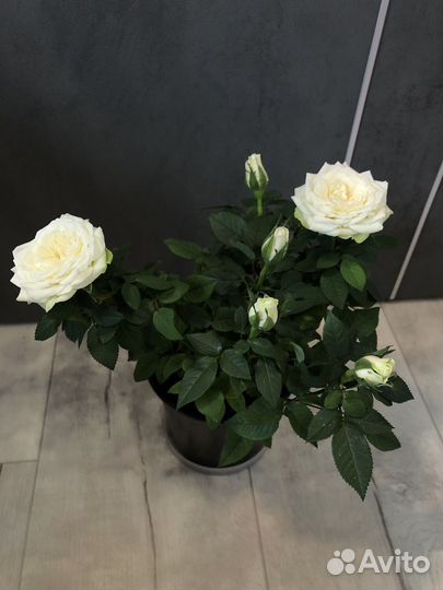 Роза в горшке,саженцы,комнатные цветы