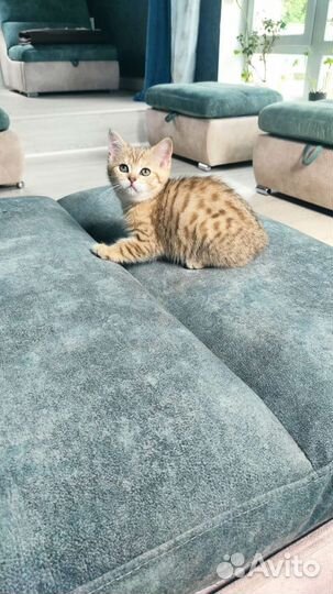 Котята шиншилята