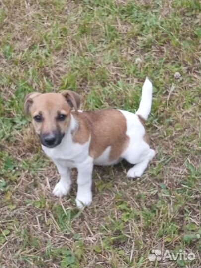 Джек Рассел терьер щенки