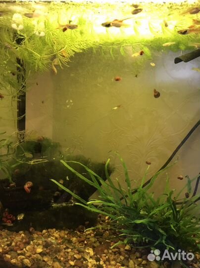 Рубки гуппи