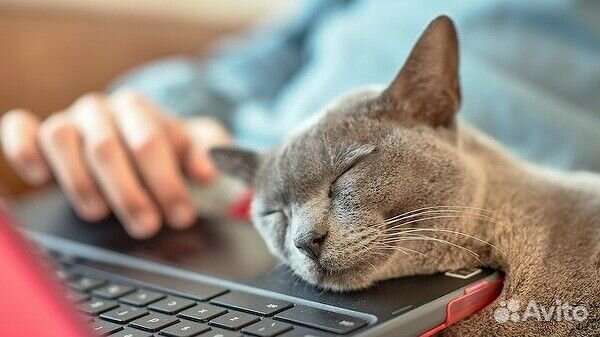 Удаленно. Простая работа. Оператор чата