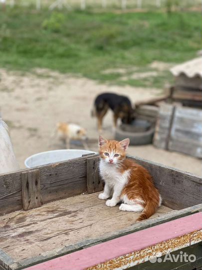 Котята в добрые руки