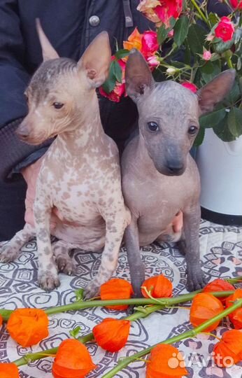 Ксолоитцкуинтли мини, девочки