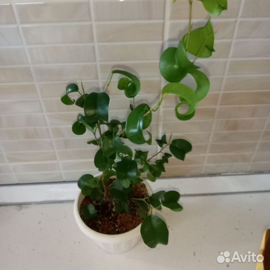 Комнатные цветы