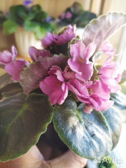 Сортовые фиалки