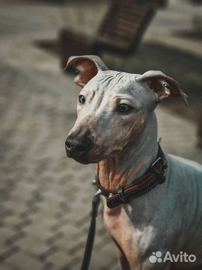 Американский голый терьер