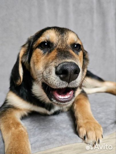 Щенок в добрые руки (девочка)