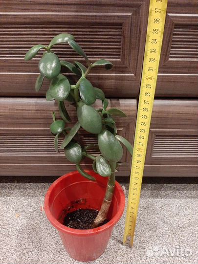 Кактусы,сансевиерия,хавротия,рэо,рипсалис