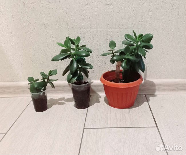 Денежное дерево