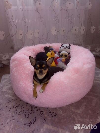 Вязка той-терьер девочка