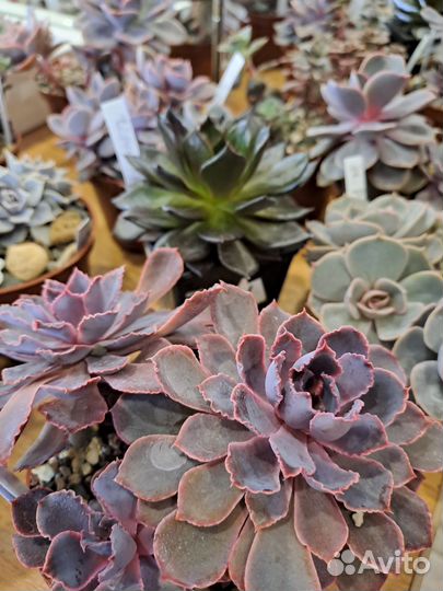 Букеты из суккулентов