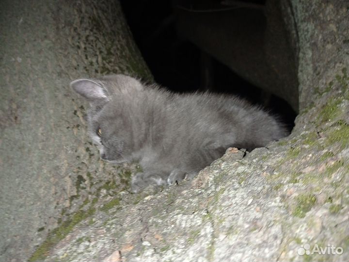 Котёнок серый