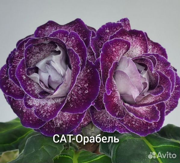 Сат-Глоксинии сортовые махровые Ч.2