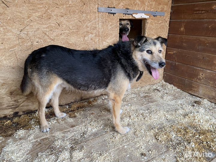 Спасите бородатика из приюта
