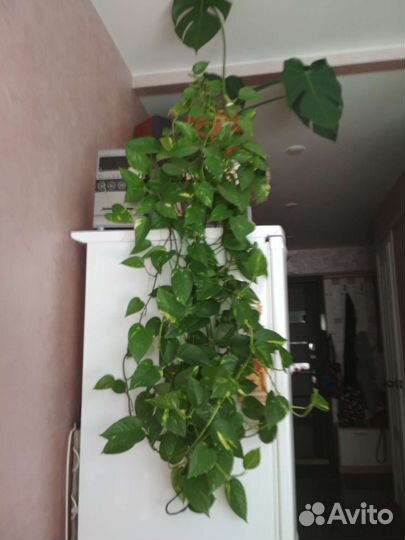 Сциндапсус эпипремнум