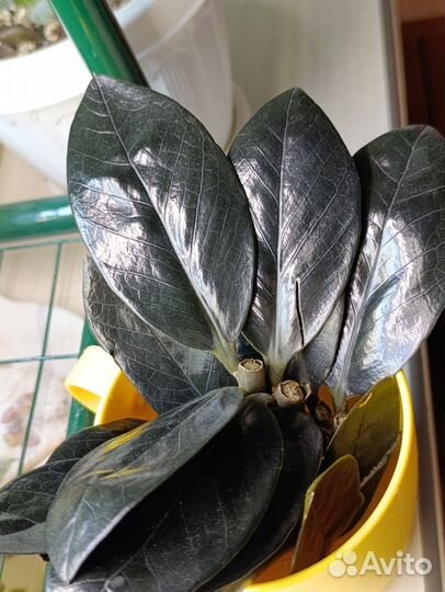 Срез замиокулькас черный raven