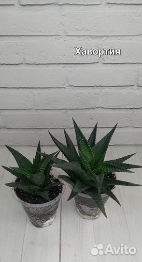 Суккуленты