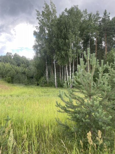 Участок 15 сот. (ИЖС)