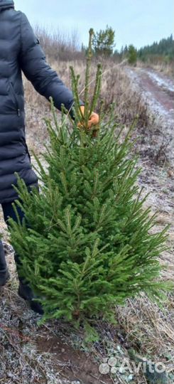 Ели новогодние живые