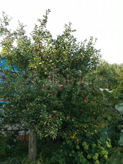 Дача 40 м² на участке 6,5 сот.