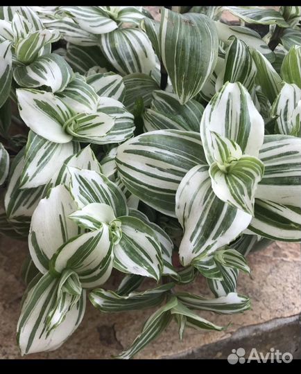 Традесканции Коллекционные,Красивые сорта