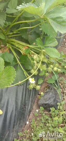 Усики клубники мальга