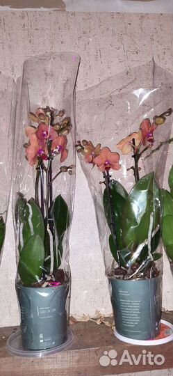 Орхидея Бользано