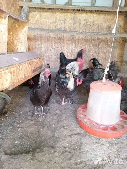 Куры петухи
