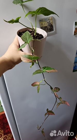 Сингониум ред спот