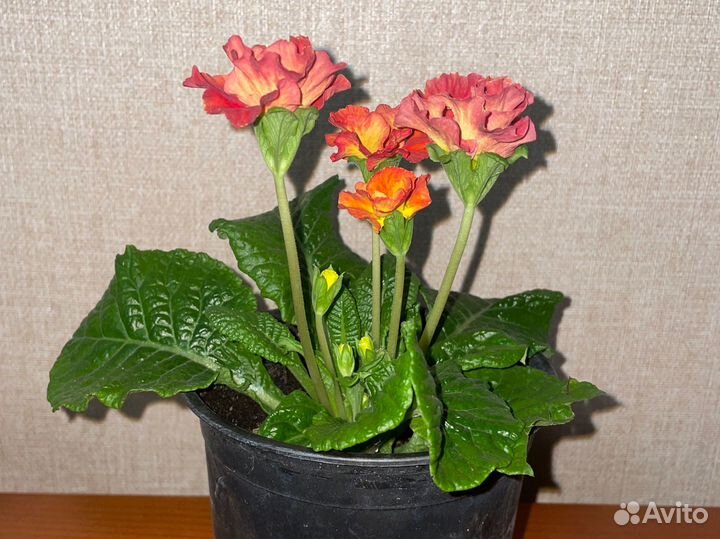 Примула махровая