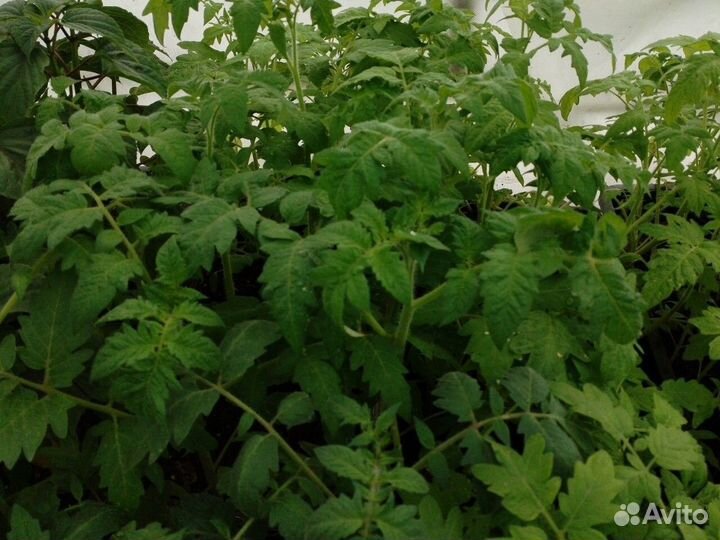 Рассада огурцов, помидоров, перца и капусты