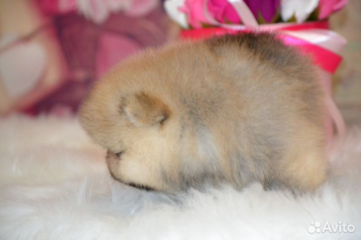 Красивые мишутки