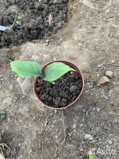 Спатифиллум