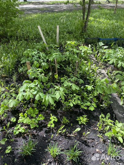 Саженцы каштана