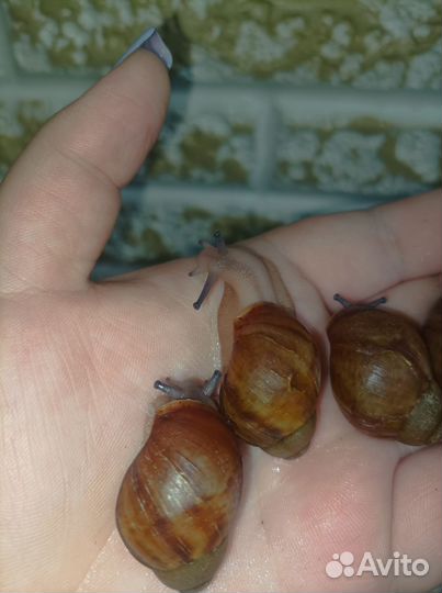 Улитка архахатина