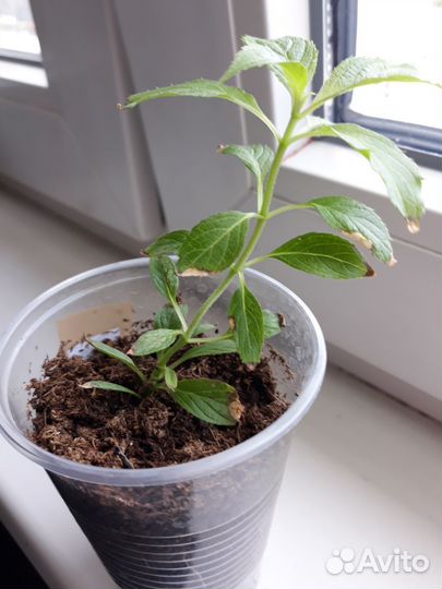 Гортензия метельчатая, саженцы