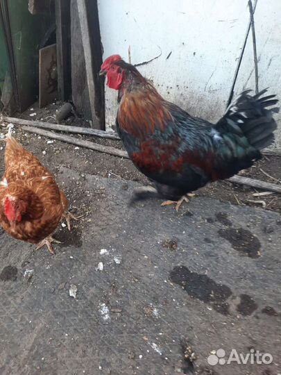 Петухи