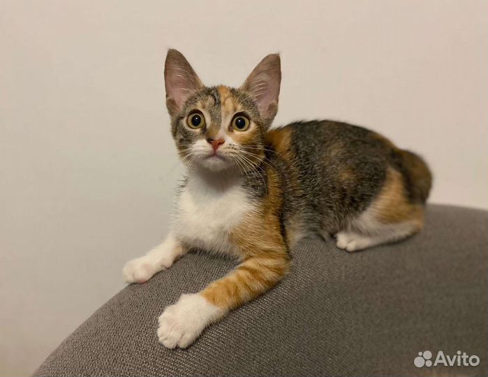 Котята в добрые руки девочки Трехцветка бесплатно