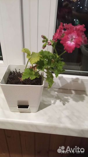 Пеларгония герань сортовая