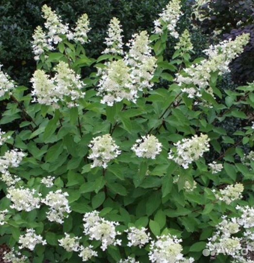 Гортензия метельчатая