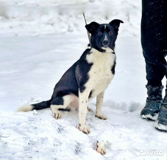 Щенок в дар